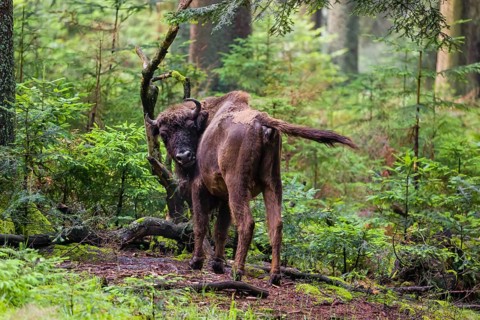 An adult female European bison (Bison bonasus) stands in a dense forest