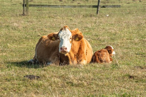 Beef cattle, cow and calf, outdoor year-round on pasture in Kabusa, Ystad municipality, Skåne