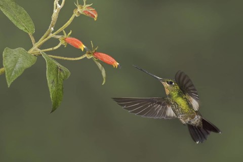 Buff-winged Starfrontlet (Coeligena lutetiae), Ecuador