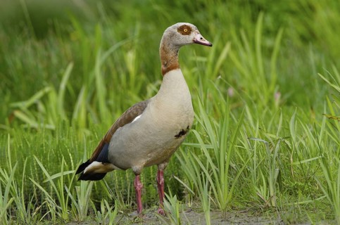 Egyptian Goose (Alopochen aegyptiaca), Schleswig-Holstein, Germany
