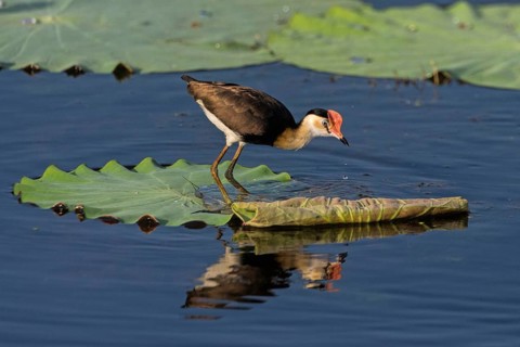 Comb-crested Jacana (Irediparra gallinacea), Northern Territory, Australia