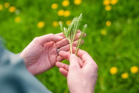 Hands holding a small plant surrounded by green grass and yellow flowers, Naturführung Heckengäu,