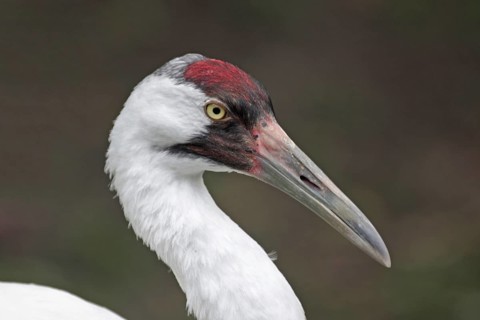 Portrait of the Whooping Crane (Grus americana) in Homosassa, Florida, USA, captive
