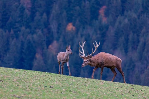 One red deer stag (Cervus elaphus) standing on a meadow on hilly ground. A forest in fall foliage