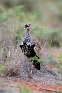 Red-crested Bustard (Lophotis ruficrista), adult, male, calling, alert, Mokala National Park, South