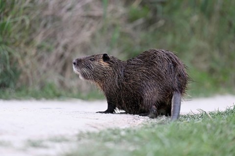 Nutria (Myocastor coypus), standing in the path, Camargue, southern France, France