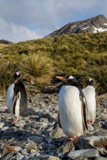 Gentoo Penguin (Pygoscelis papua) perched on a rocky beach on South Georgia Island