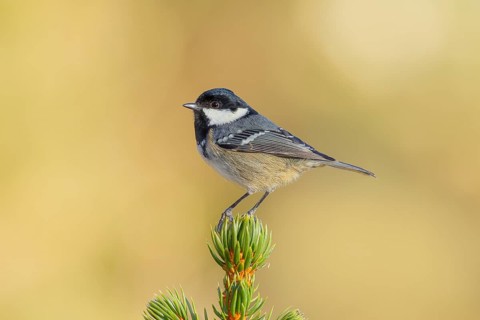 Fir tit (Periparus ater) sitting on a spruce top, wildlife, animals, birds, titmouse, Siegerland,
