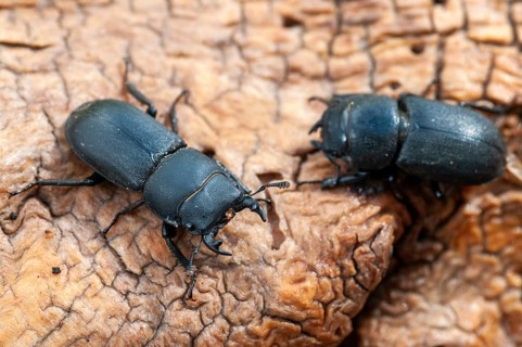 Barkschröter, Dorcus parallelipipedus, Lesser stag beetle, dwarf stag beetle, beetle, Coleoptera,