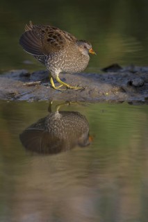 Spotted Crake (Porzana porzana), Saxony, Germany