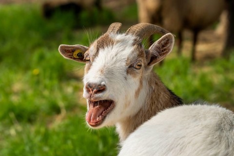Portrait of a domestic goat, pied, tricoloured. Bleats. Grazing. Germany