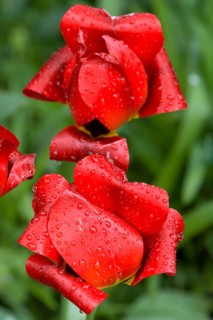 Fading, red tulip flowers (Tulipa) with raindrops, Bavaria, Germany
