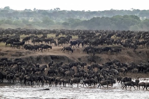 The Great Migration: Huge herds of wildebeest (Connochaetes taurinus) cross the Mara River and swim