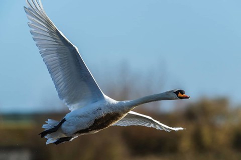 Mute Swan, Cygnus olor, bird in flight at winter on marshes