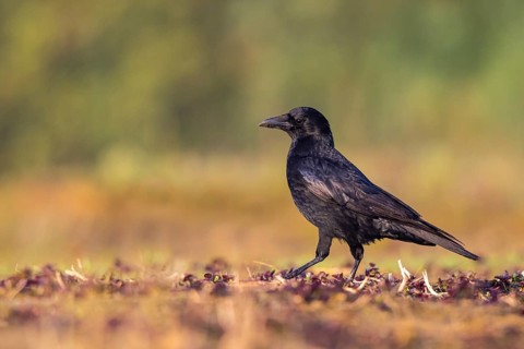 Carrion Crow (Corvus corone), North Rhine-Westphalia, Germany