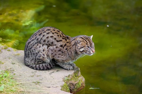 A fishing cat (Prionailurus viverrinus) peeking through dense riverine vegetation