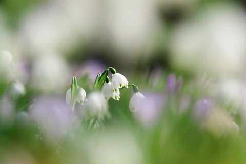 Beautiful spring snowflake (Leucojum vernum), early March, Germany