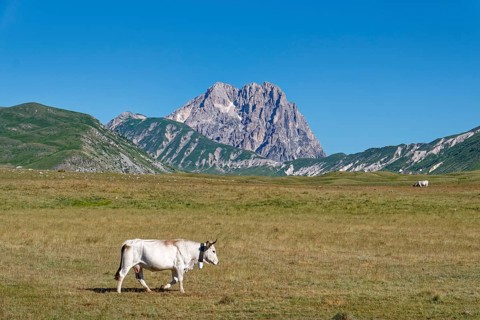 Cows in the mountain landscape around the Campo Imperatore high plateau in the Gran Sasso National