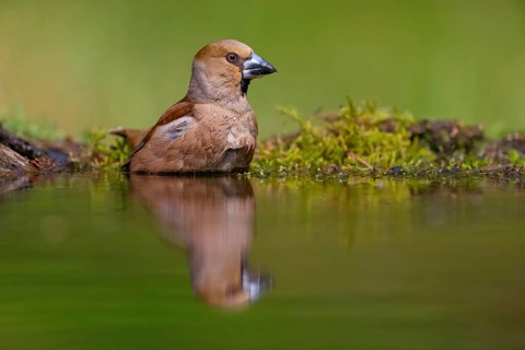 A hawfinch (Coccothraustes coccothraustes), Tiszaalp-r, Kiskuns-gi National Park, B-cs-Kiskun,