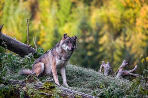 A Eurasian gray wolf (Canis lupus lupus) sits on a frosty morning on top of a hill, next to a