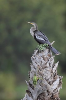 Anhinga (Anhinga anhinga), Florida, USA