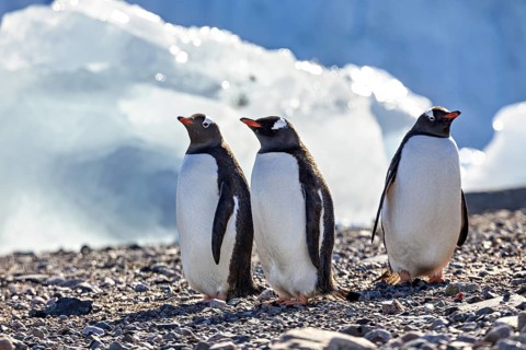 Three penguins standing on a stony ground with ice in the background, gentoo penguin (Pygoscelis