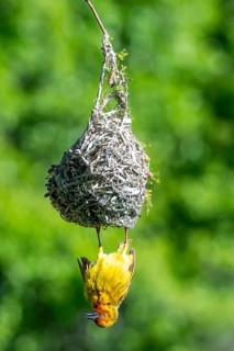 Cape Weaver Bird (Ploceus capensis) hanging upside down from its nest, Addo Elephant Park, South