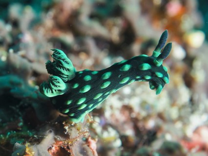 Green nudibranch with bright spots, neon star nudibranch (Nembrotha cristata), in the sea, SD dive