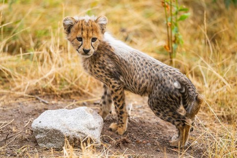 Cheetah (Acinonyx jubatus) youngster standing on a meadow, captive, occurrence Africa