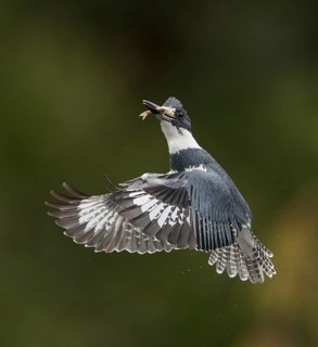 Belted Kingfisher (Megaceryle alcyon) male flying with fish prey in its beak, Florida, USA