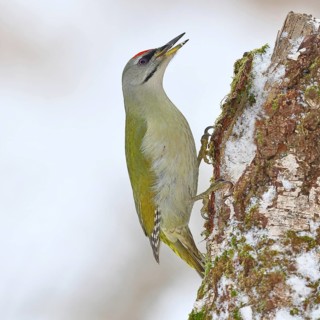 Grey-headed woodpecker (Picus canus), male sitting on the trunk of a grey birch (Betula
