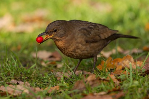 Common Blackbird (Turdus merula) female, Netherlands