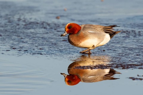Eurasian Wigeon (Mareca penelope) male, Netherlands