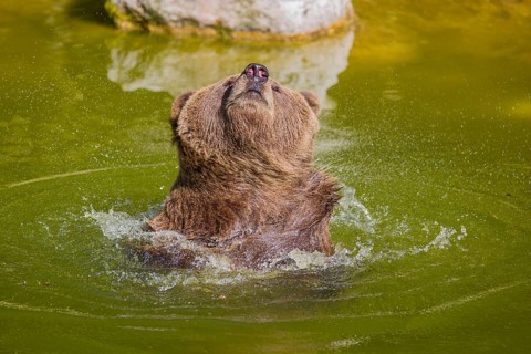 An adult female Eurasian brown bear (Ursus arctos arctos) playing in a small pond