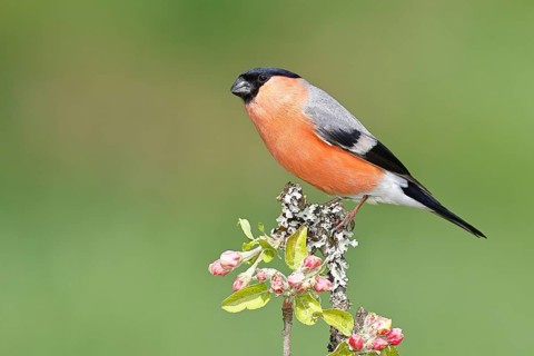 Bullfinch (Pyrrhula pyrrhula) male sitting on a branch with apple blossoms (Malus domestica),