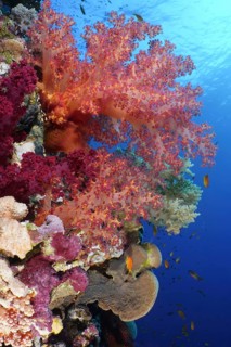 Hemprich's Tree Coral (Dendronephthya hemprichi)