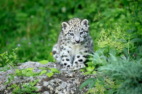 Snow leopard (Uncia uncia), young, sitting on rocks, alert, curious, endangered species, captive
