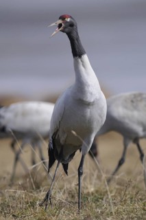 Black-necked Crane (Grus nigricollis) calling, Dashanbo, China