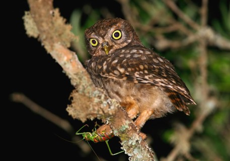 Little Owl (Athene noctua), Loule, Portugal