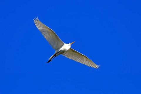 Great Egret (Ardea alba), adult, flying, St. Augustine, Florida, USA, North America