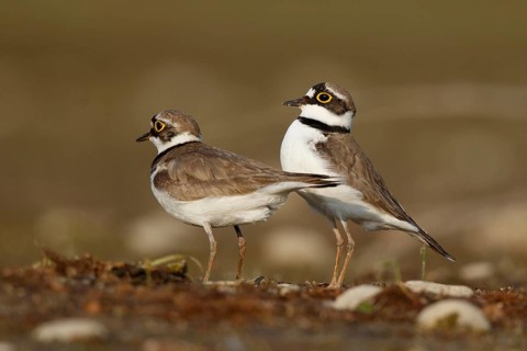 Little Ringed Plover (Charadrius dubius) pair displaying, North Rhine-Westphalia, Germany
