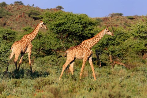 Cape giraffe (Giraffa camelopardalis giraffa), adult, two, foraging, Mokala National Park, Northern