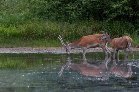 A red deer (Cervus elaphus) and a red deer, in this case a narrow-headed deer, enjoy the cooling