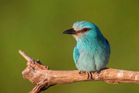 European roller (Coracias garrulus), on perch, Tower Hide, Tiszaalpár, Kiskunsági National Park,