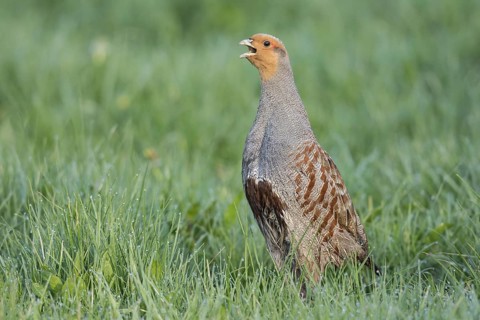 Grey Partridge (Perdix perdix) male dislpaying, Lower Saxony, Germany