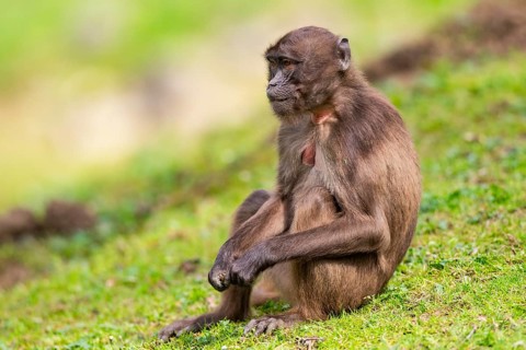 Gelada (Theropithecus gelada) female sitting over a meadow, captive, distribution africa
