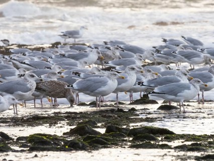 Herring Gulls, (Larus argentatus), a flock of gulls in non-breeding plumage, standing and resting
