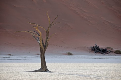 Dead camel thorn tree in the Deadvlei, Namib Desert, Namibia