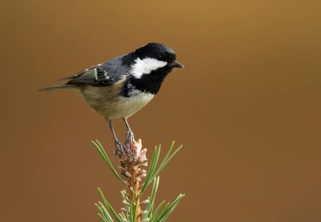 Coal Tit (Periparus ater), Mecklenburg-Western Pomerania, Germany