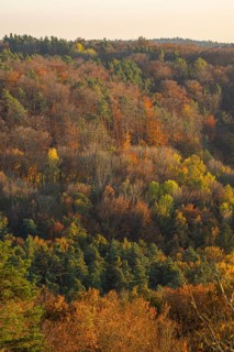 View onto colored trees by sunset in autumn, Neumarkt in der Upper Palatinate, Bavaria, Germany